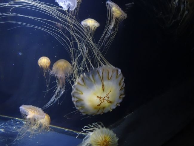あの有名なクラゲの水族館へ 湯野浜温泉 山形県 の旅行記 ブログ By 164 165さん フォートラベル