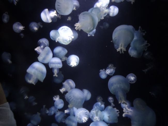 あの有名なクラゲの水族館へ 湯野浜温泉 山形県 の旅行記 ブログ By 164 165さん フォートラベル