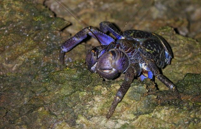 石垣島北部6泊 生き物探しとホテルステイ 2歳6か月子連れ Vol 1 ナイトツアーでヤシガニ登場 石垣島 沖縄県 の旅行記 ブログ By Kemurさん フォートラベル