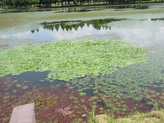 池には睡蓮・蓮など多様な水草の植生が見受けられます。沼地の豊かな自然が広がっておりますね。
この地域はもともとは古利根川（今の江戸川の前身）の河川敷だったものを、徳川家光の現在の江戸川への改修事業により古利根川が廃止されたため、小合村（1889年水元村に合併、1932年に葛飾区に合併）が吉宗の時代に幕府の許可を得て埋め立てて耕作地として、水を蓄えて小合溜と称して管理してきた場所だったそうです。
その後、緑地や耕作地などに利用され、都市計画改訂により水元公園として再発足、1965年4月1日に開園したそうです。
