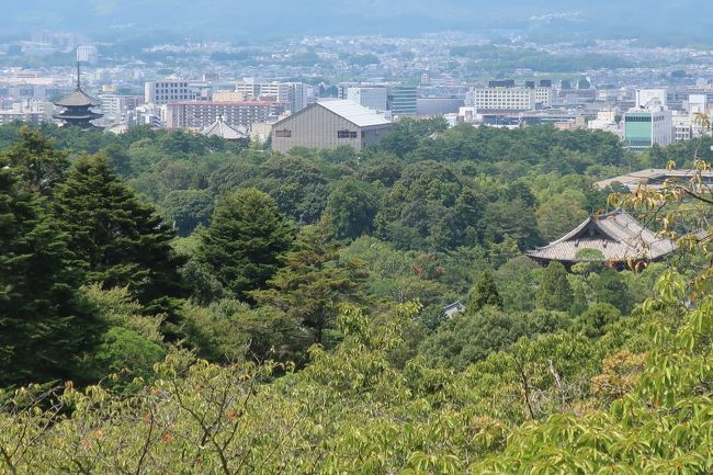 翌朝は若草山へ少し登ってみようかと出かけます。