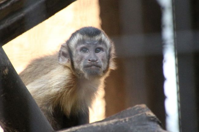 残暑のない秋らしく思いがけないレッサーパンダ詣日和となった９月上旬の新川崎と横浜めぐり ４ 野毛山動物公園 後編 チンパンジーやフサオマキザルの赤ちゃんやその家族の構いぶりが可愛らしくて他 横浜 神奈川県 の旅行記 ブログ By まみさん フォートラベル