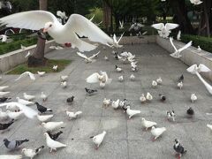 あと、鳩もたくさんいました。
それも日本では珍しい白い鳩。

こちらは近づいても全く逃げようとしない。