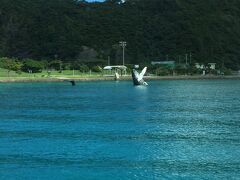 阿嘉島に寄って座間味島へ到着です。

クジラのオブジェのお出迎えです。