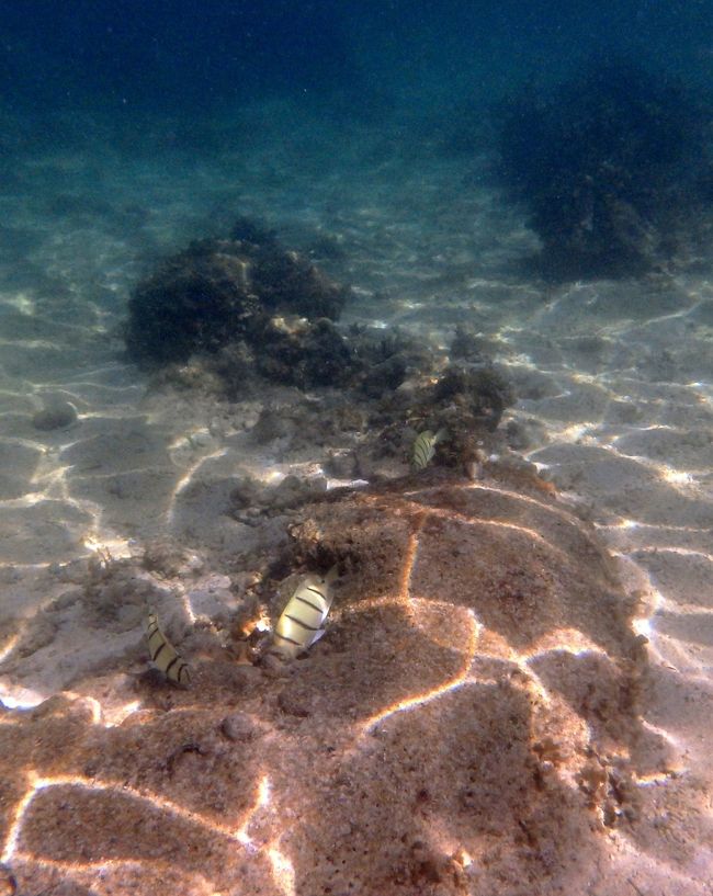 クリアで綺麗で気持ちいい～<br />このあたりの珊瑚は干潮には顔を出してしまうのでしょうね