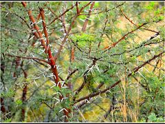 【－Pilanesberg National Park（ピラネスブルフ国立公園）ー】

しばらく、ぼぉ～っと......植物を眺める.......

