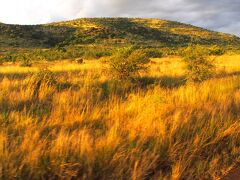 【－Pilanesberg National Park（ピラネスブルフ国立公園）ー】

ただ、ちょっとだけ、肌寒いかも....