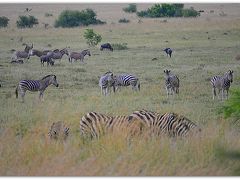 【－Pilanesberg National Park（ピラネスブルフ国立公園）ー】

うひょひょ～～～！シマウマ～～～～～！