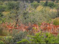 【－Pilanesberg National Park（ピラネスブルフ国立公園）ー】

ううう～～っ！！すっ.....すごい量......