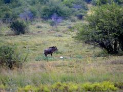 【－Pilanesberg National Park（ピラネスブルフ国立公園）ー】

誰か...いる！....遠くの方に.....