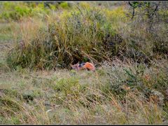 【－Pilanesberg National Park（ピラネスブルフ国立公園）ー】

あ！キツネ～～～！？.....かな.........ジャッカル？お休み中....