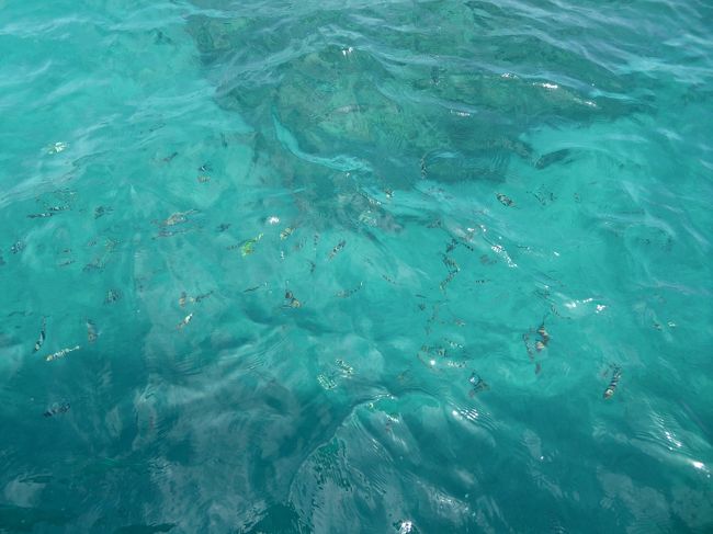 魚たちもたくさん！！<br />海の中も楽しみ！！