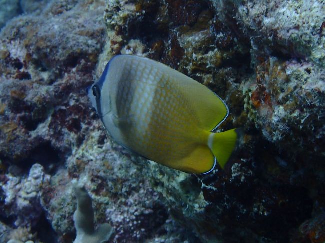 ミゾレチョウチョウウオ