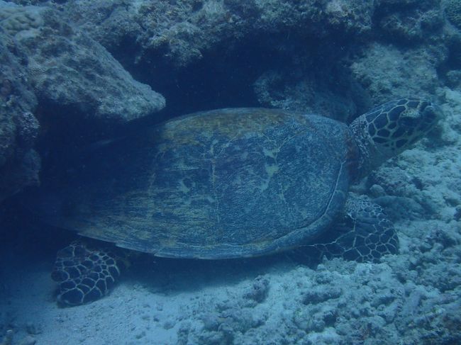 1本目からカメパラダイス！<br />大きなタイマイがお出迎え。