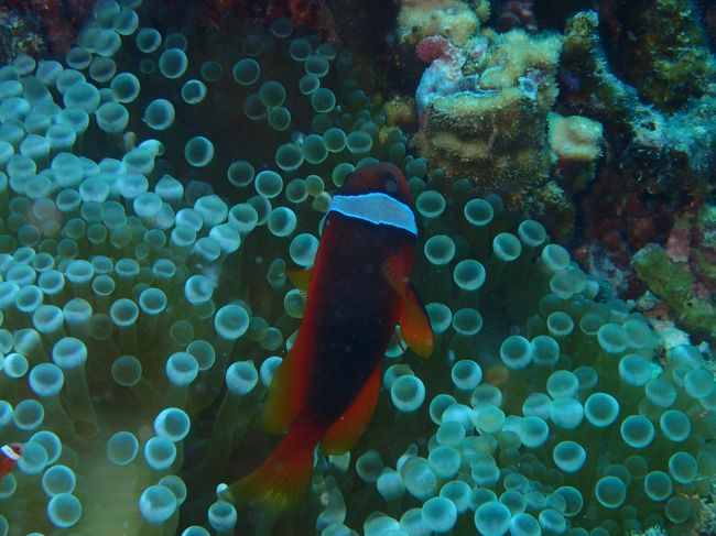 大きいハマクマノミと