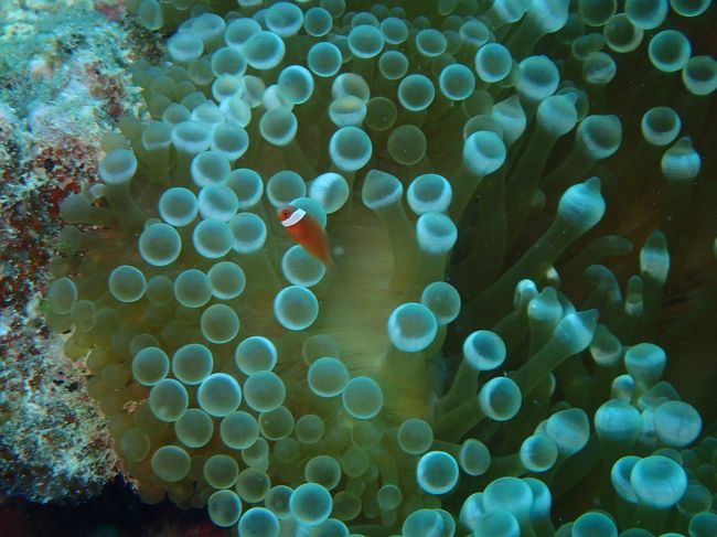 チビ、ハマクマノミ。