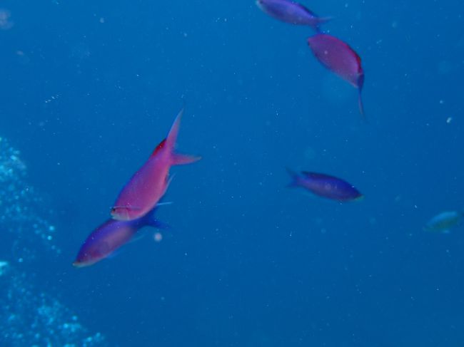 きれいなハナゴイたち