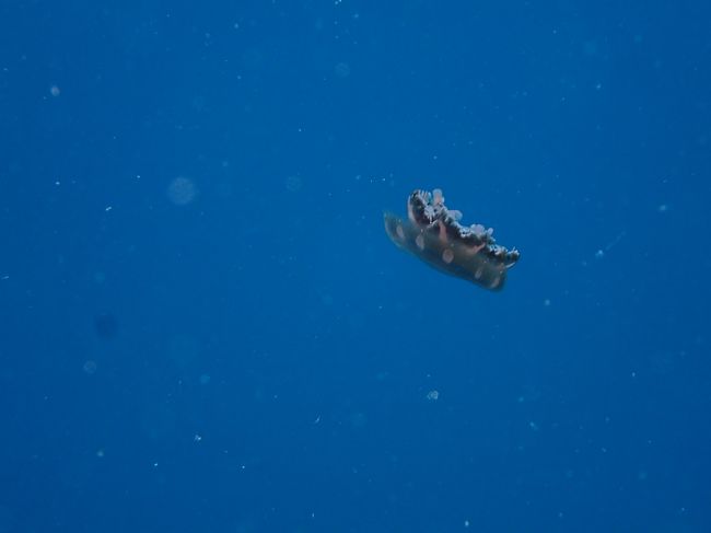 今回、ブームのサカサクラゲ<br />1回目の登場！