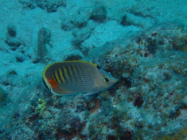 シチセンチョウチョウウオ