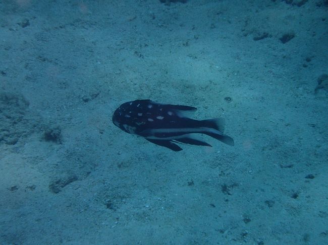 星条旗みたいな模様<br />この魚は…