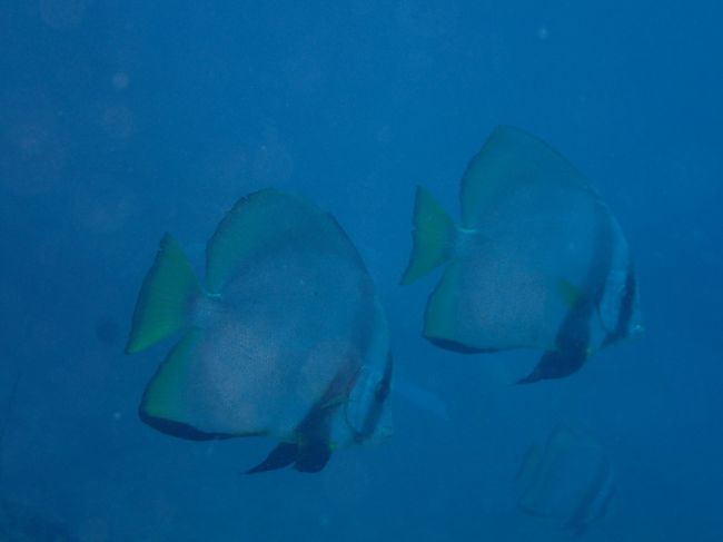 次は、アカククリパラダイス！