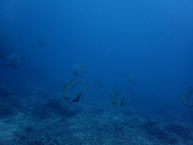 大きなアカククリがたくさん！<br />優雅に泳ぐ。