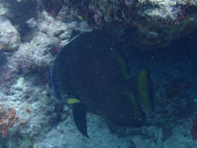 クリーニングシーン。<br />色が黒っぽくなる。<br />気持ちいい～