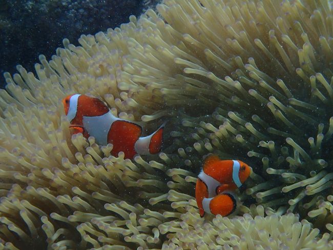 やっぱりかわいい！カクレクマノミ