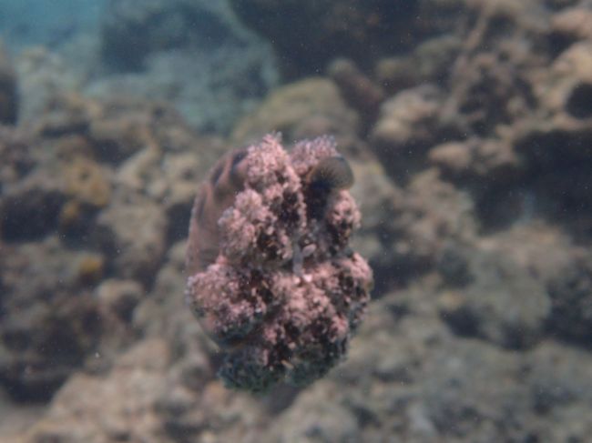 再び登場！サカサクラゲ大型！