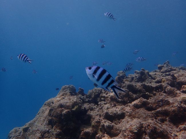 ロクセンスズメダイ