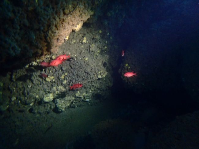 暗い所には、アカマツカサ