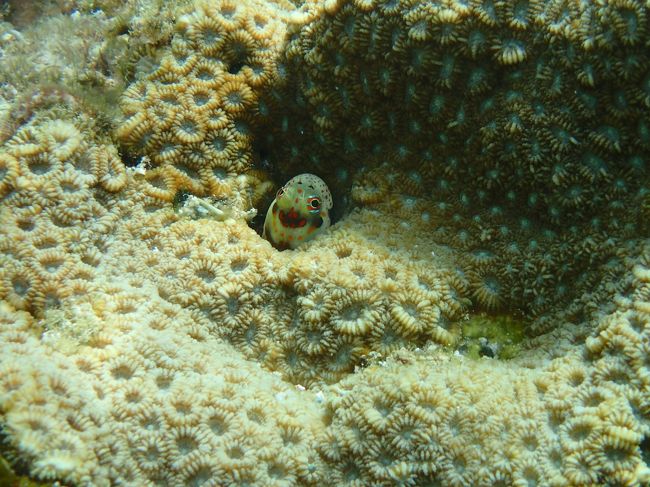 モンツキカエルウオ<br />逆向き…<br />