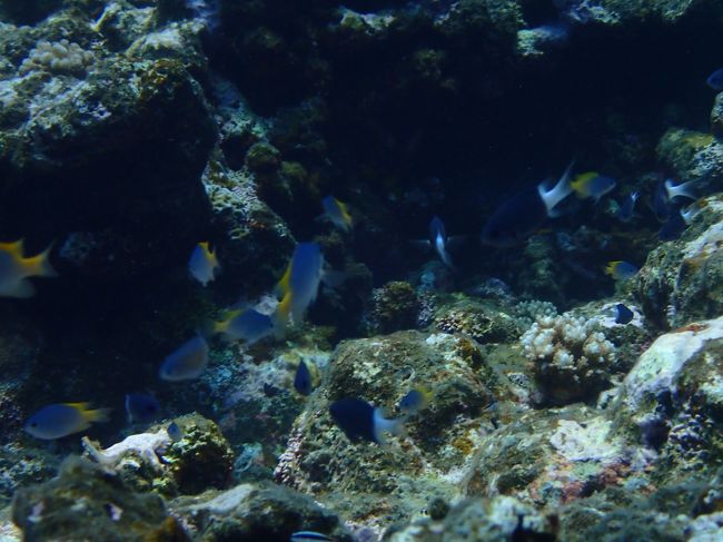 セナキルリスズメダイ