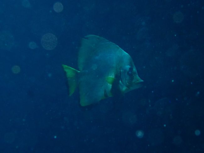 優雅にツバメウオが泳ぐ