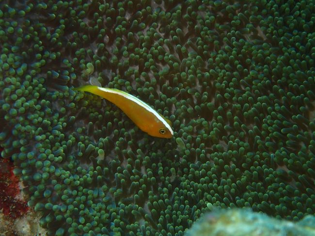 セジロクマノミ