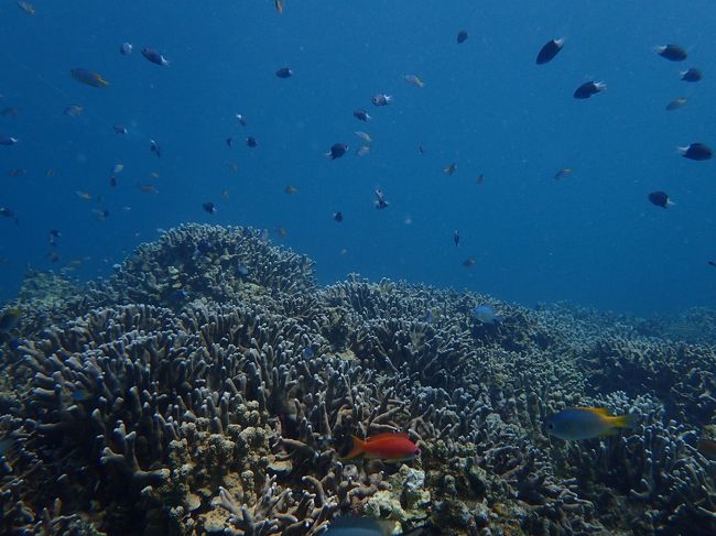 海の中も明るい！