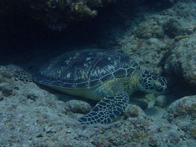 アオウミガメ登場！