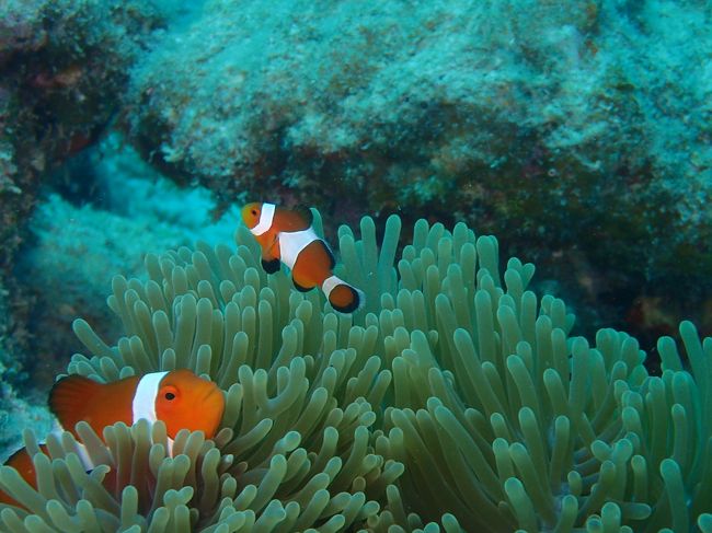 何度見ても癒される！カクレクマノミ