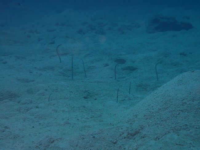 ガーデンイール<br />にょっきにょき！