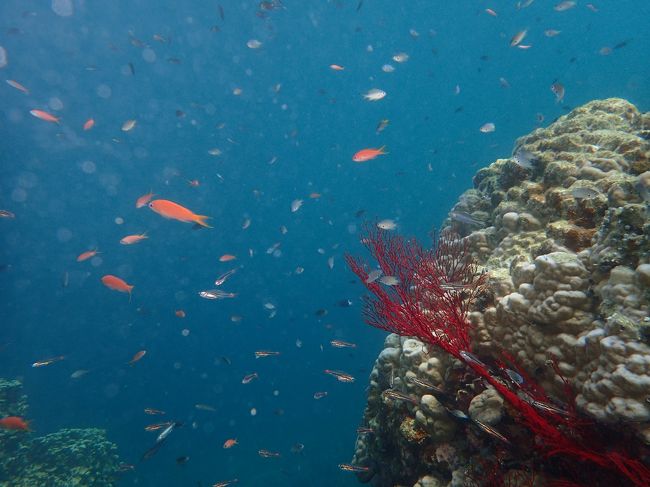 キンギョハナダイが映える