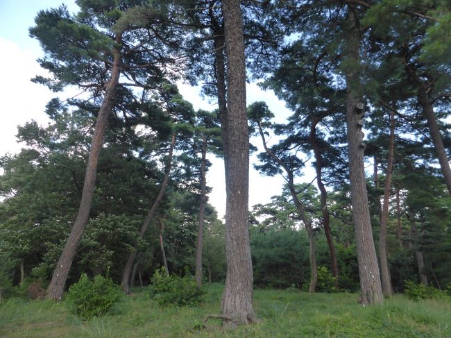 暗くなってきたから微妙な写り。