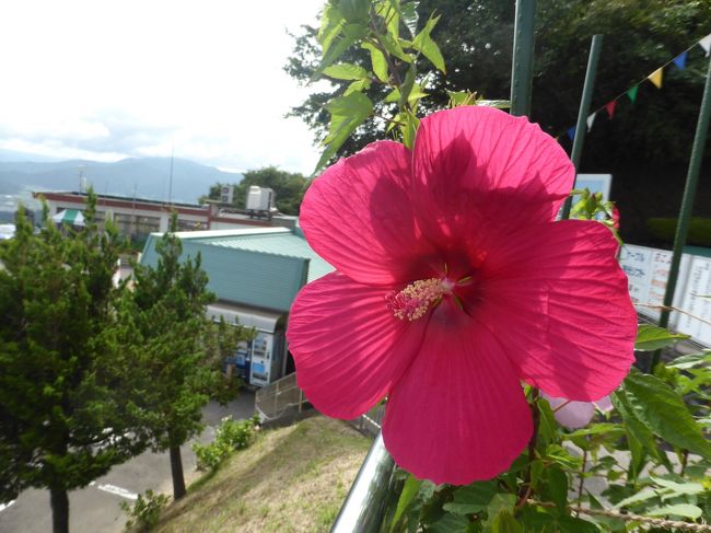 公園はお花が沢山植えられていました。<br />これはタチアオイかな？<br />ハイビスカスみたいな花です。