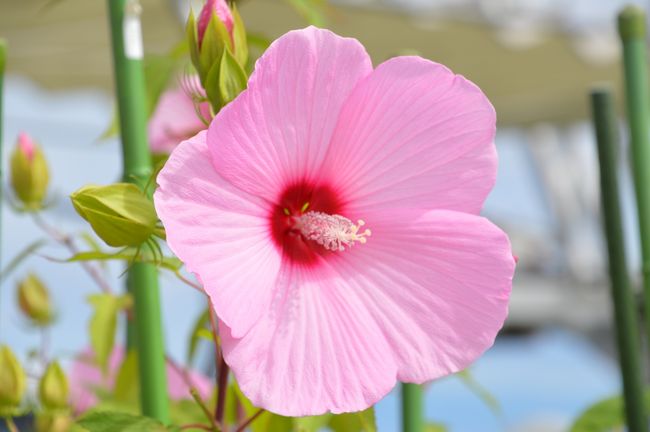 手のひらをパーにしたぐらいの大きさで見応えありました。