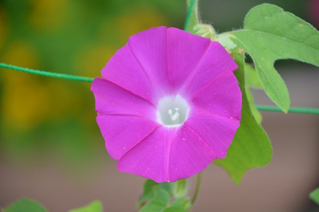 朝顔の方が華やかだったので、