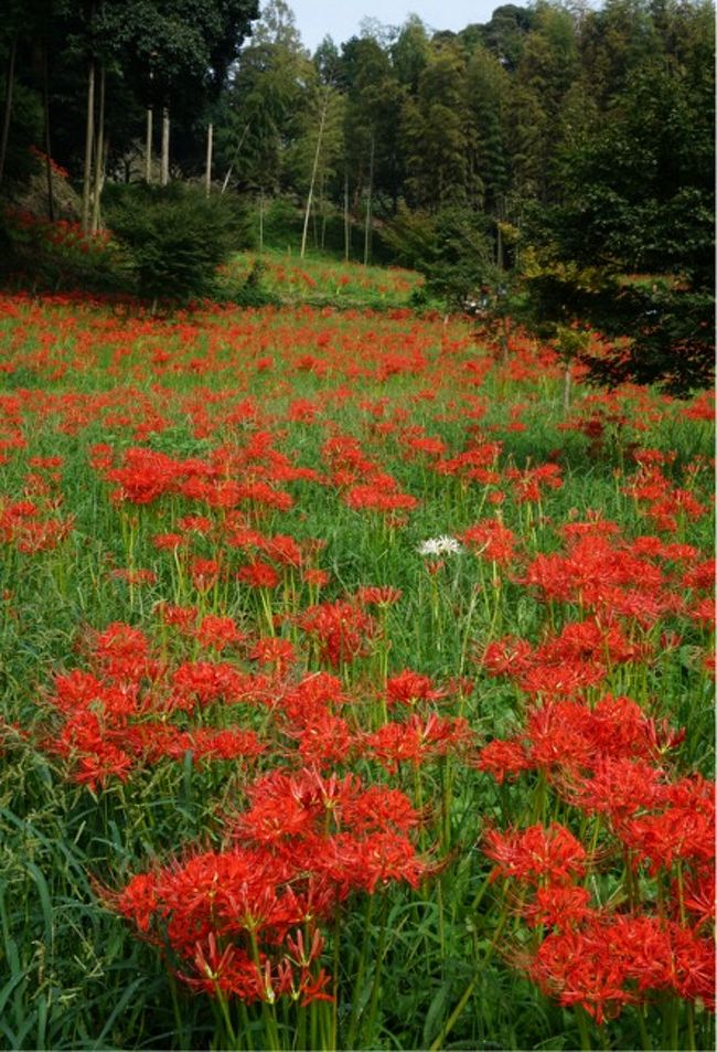 秋は曼珠沙華 行方市西蓮寺 里山景色の中で 鉾田 行方 茨城県 の旅行記 ブログ By まりも母さん フォートラベル 秋は曼珠沙華 行方市西蓮寺 里山景色の中で 鉾田 行方 茨城県 の旅行記 ブログ By まりも母さん フォートラベル