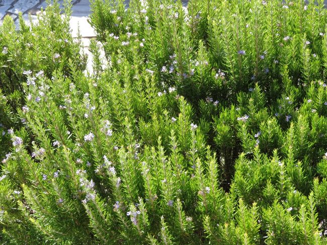 庭のローズマリーです。