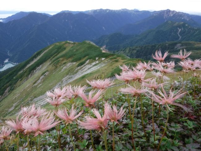 チングルマが咲き終わった姿がたくさん。<br />夏はお花畑だ。