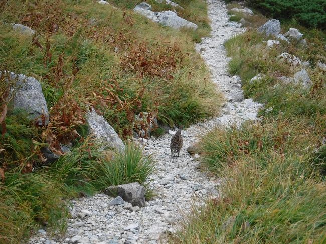 進んでしばらくすると<br /><br />ん？？なんかいる。