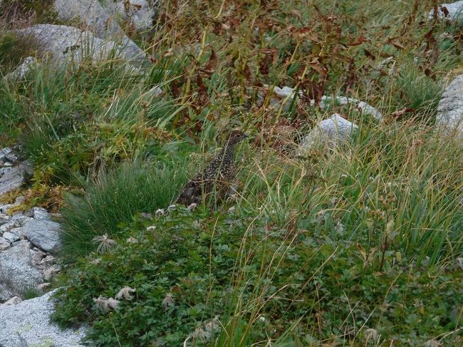 おお～！ライチョウだ♪<br />しかも夫婦。しかも子連れ（写真には撮れてませんが）<br />子供は大きめで、巣立ちが近い？