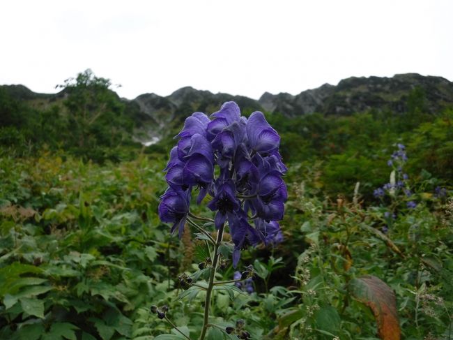トリカブトがきれいでした。